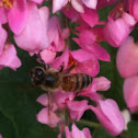 European honeybee