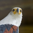 African Fish Eagle