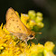 Fiery Skipper