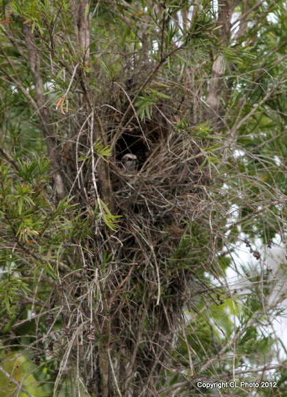 Spotting Image 1