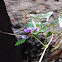 Unknown spotting