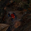 Strawberry Posion-Dart Frog