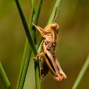Grasshopper nymph