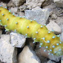 oruga de gran pavón nocturna