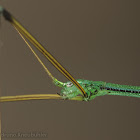 Necrosciinae sp.