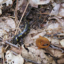 Spotted Salamander