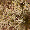 Zygophyllum qatarense