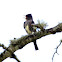 Olive-sided Flycatcher