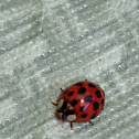 Asian Ladybug