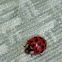 Asian Ladybug