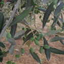 Olive tree