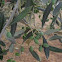 Olive tree
