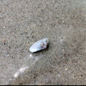 Variable Coquina