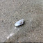 Variable Coquina