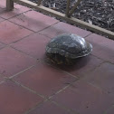 Red-eared Slider