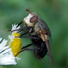 Tachinid Fly