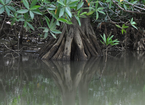 Spotting Image 1