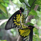 Golden Birdwing