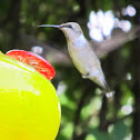 ruby-throated hummingbird