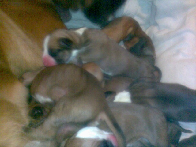 [puppies[3].jpg]