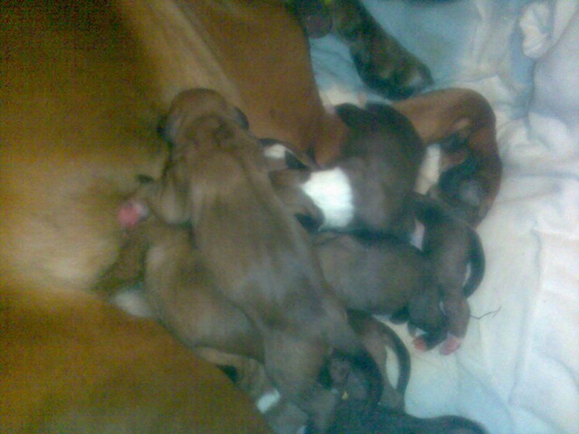 [puppies (2)[3].jpg]