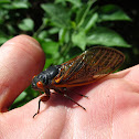 17-year Cicada