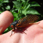 17-year Cicada
