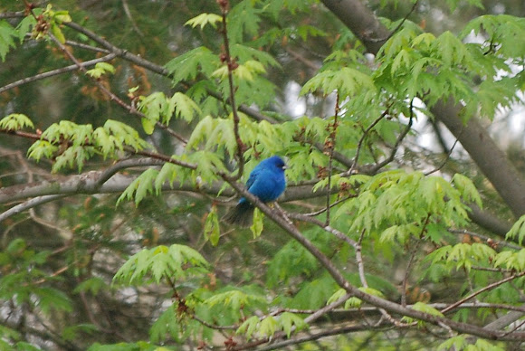 Spotting Image 1