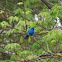 Indigo Bunting