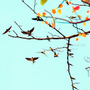 White-breasted Wood Swallow