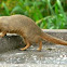 Slender Mongoose