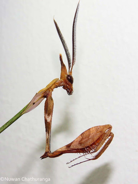 Wandering Violin Mantis | Project Noah