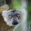 lemur
