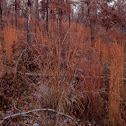 Big bluestem