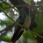 Broad-billed Hummingbird