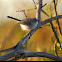 Blue-Gray Gnatcatcher