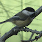 Black-Capped Chickadee