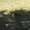 Canadian goose