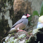 Javan Sparrow