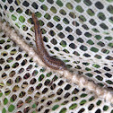 Leech