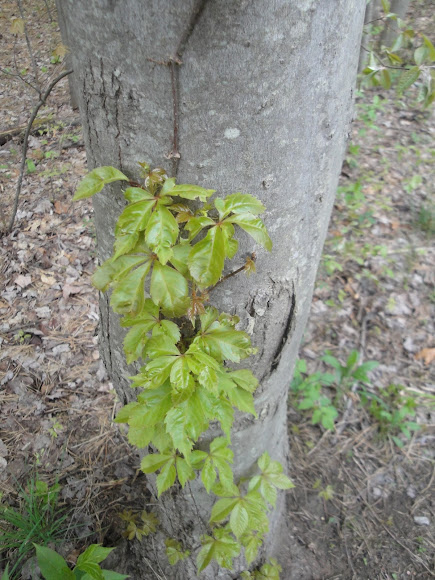 Spotting Image 1