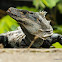 Iguana