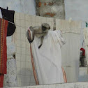 Hanuman langurs