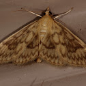 Bold-feathered Grass Moth