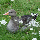 Greylag Goose