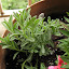 AnnaClaire's French Lavender