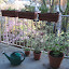 Anna Claire's Terrace garden
