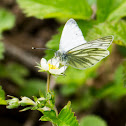 Green veined white