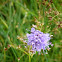 Escabiosa. Devils- bit scabious