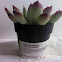 Echeveria pulidonis